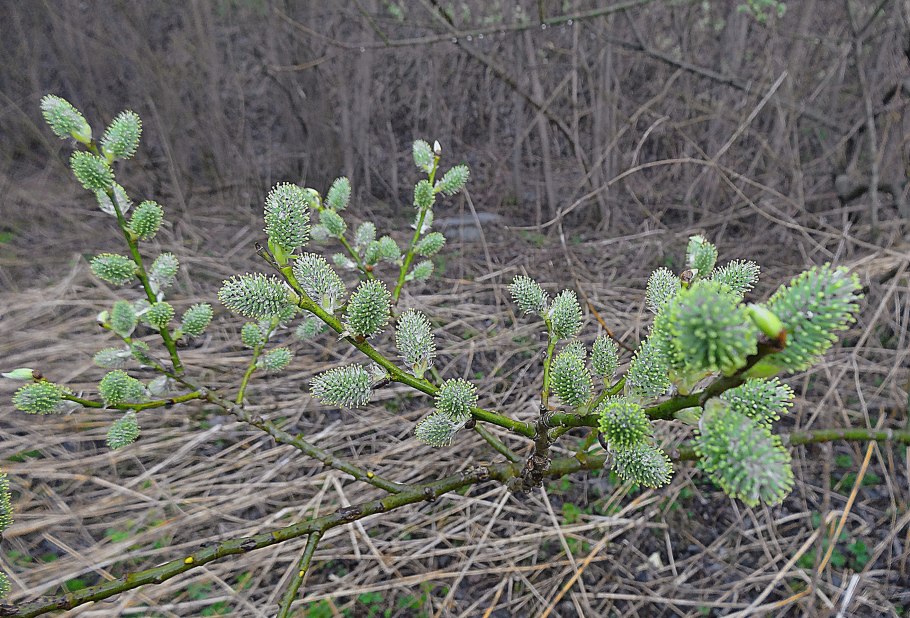 Карликовая Ива в тундре