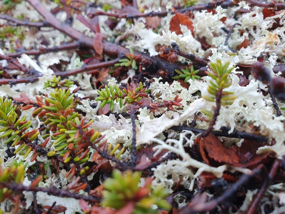 Ягель полярная ива