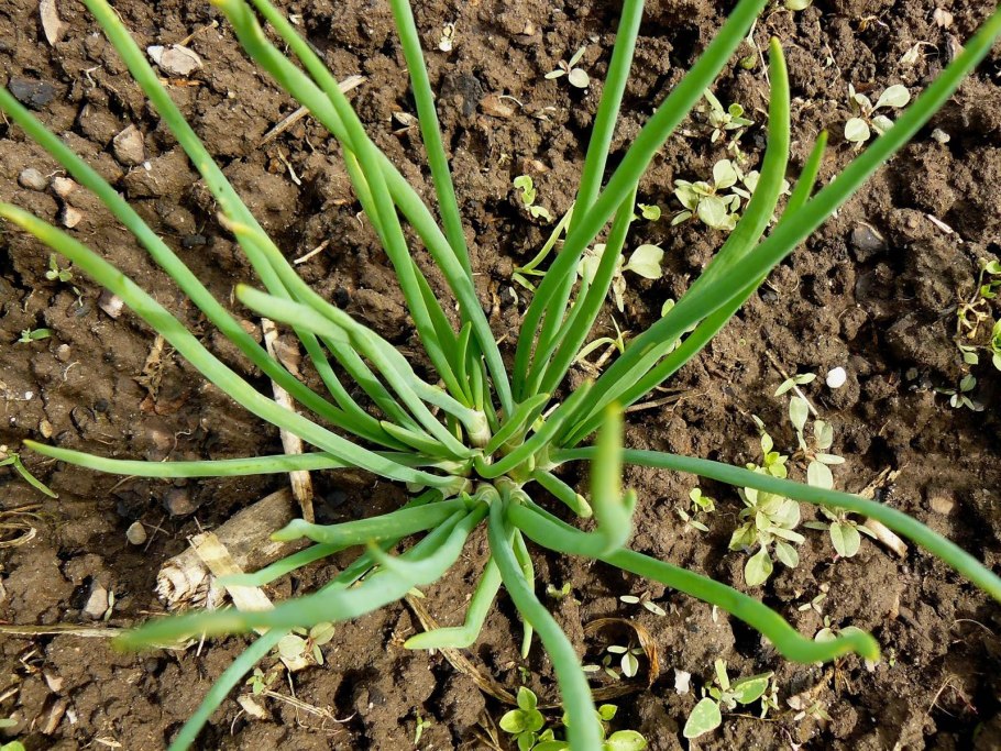 Лук шнитт (Allium schoenoprasum)