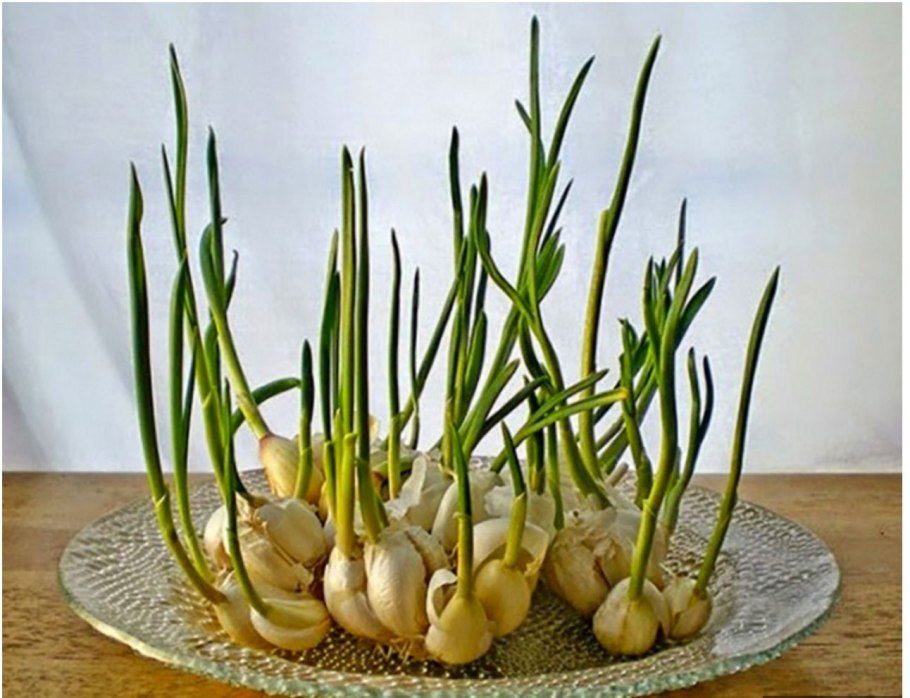 Декоративный лук Луговой