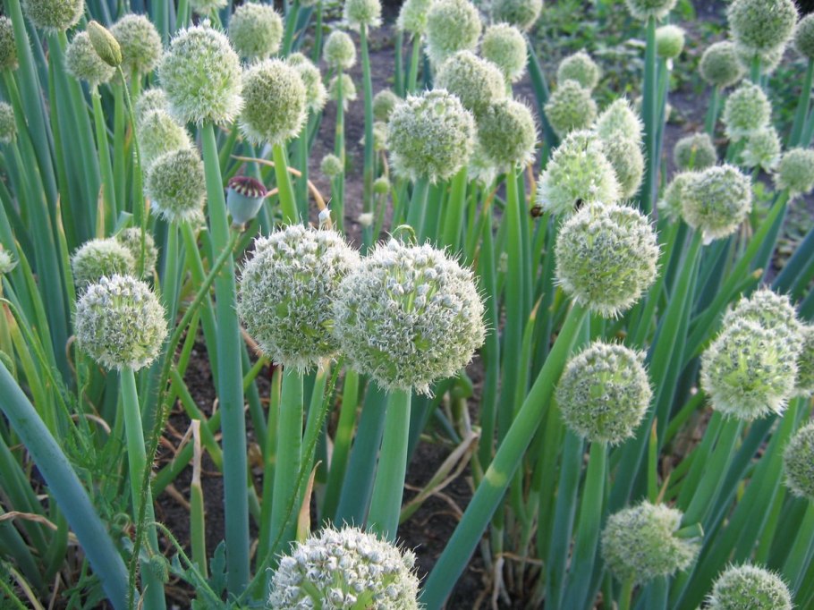 Лук батун соцветие