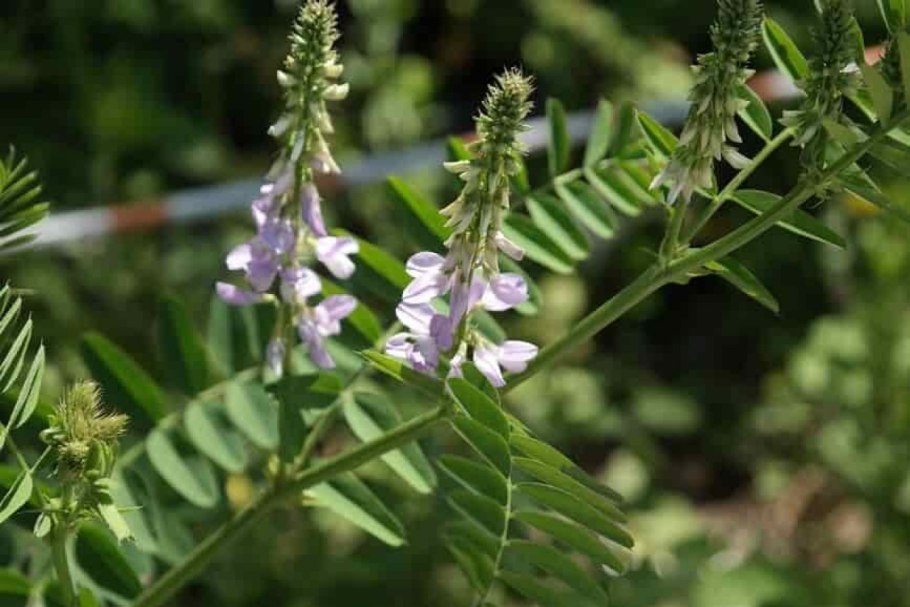 Астрагал яйцеплодный