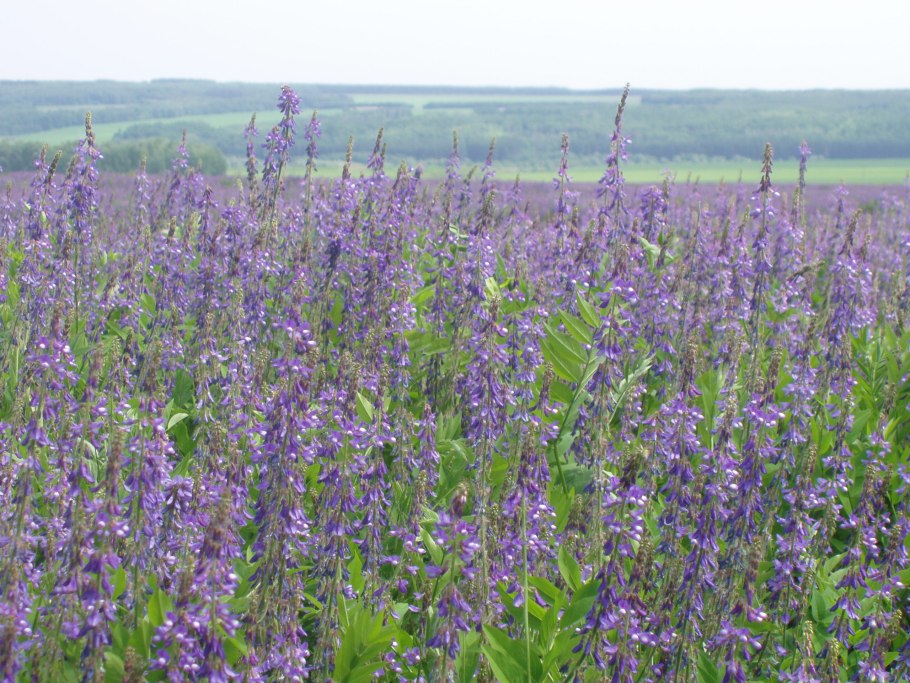 Сорт козлятника Галега Восточная