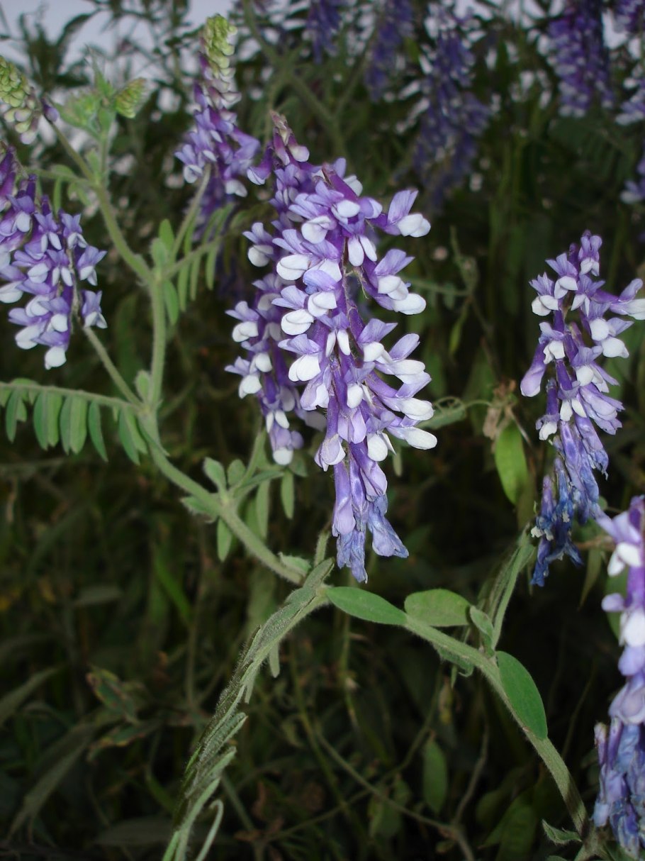 Oxytropis Hippolyti