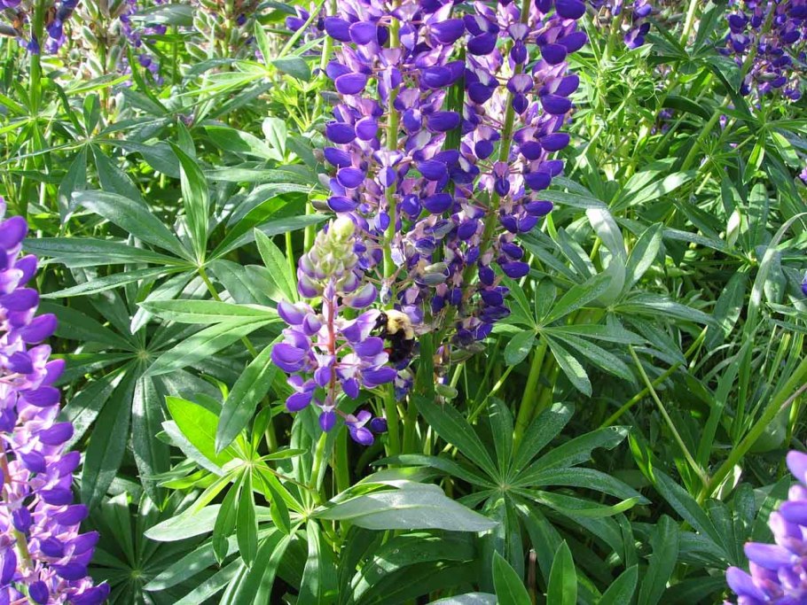 Остролодочник тодомоширский