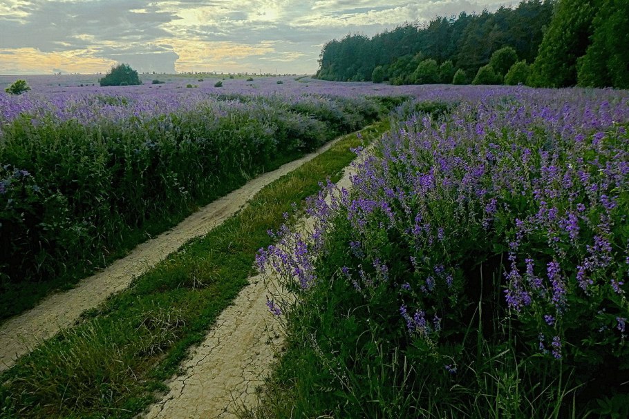 Козлятник Луговой