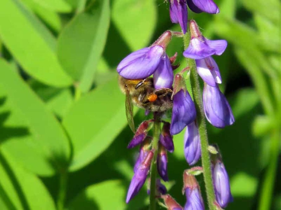 Солодка Уральская — Glycyrrhiza uralensis Fisch.