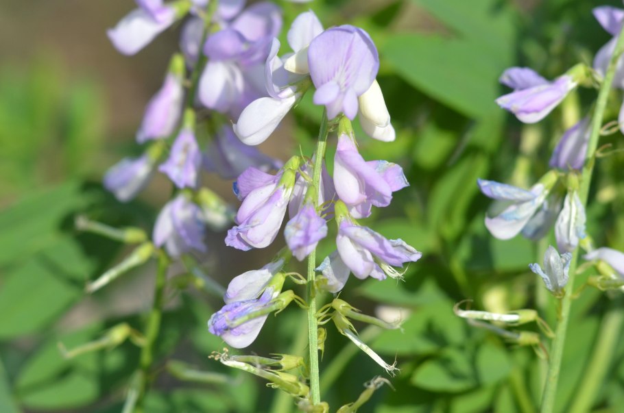 Остролодочник Кузнецова