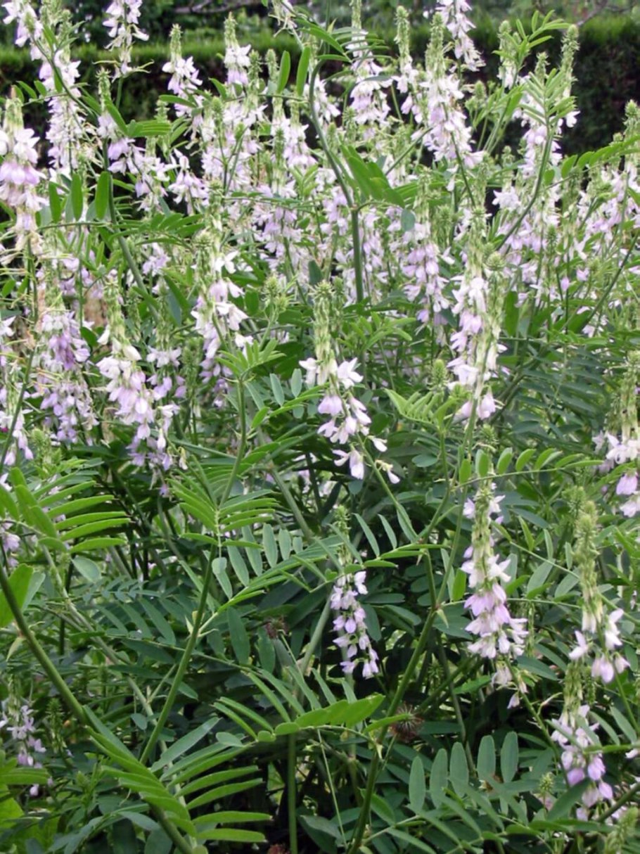 Козлятник аптечный