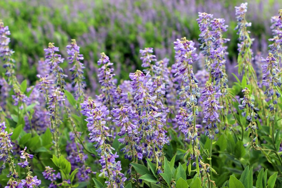 Астрагал камнеломный