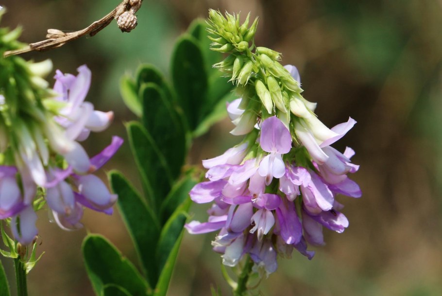 Остролодочник Ипполита