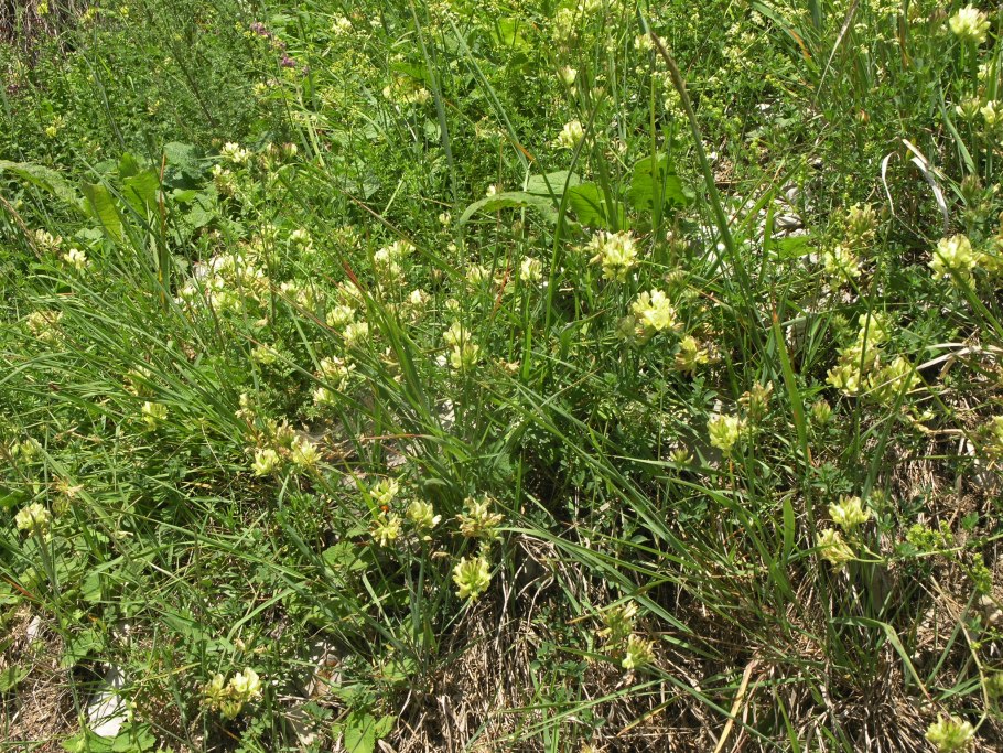 Трава Восточный козлятник