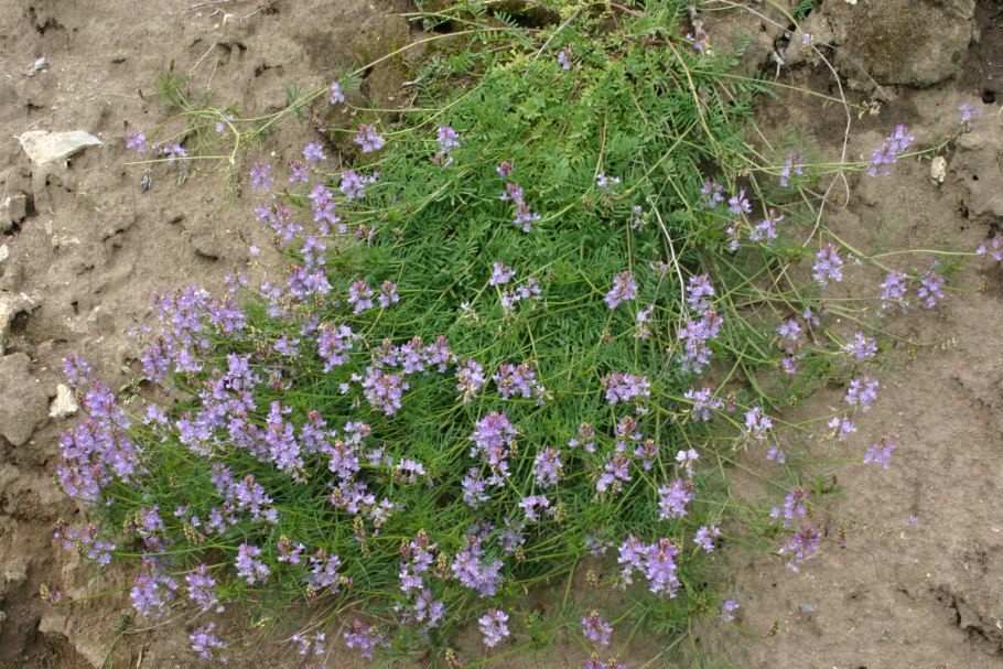 Остролодочник Камчатский