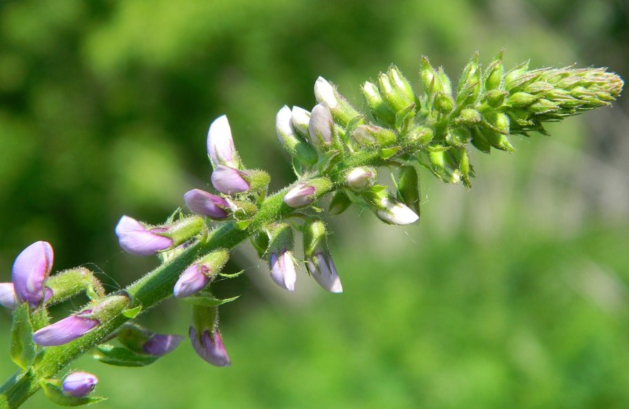 Астрагал Понтийский