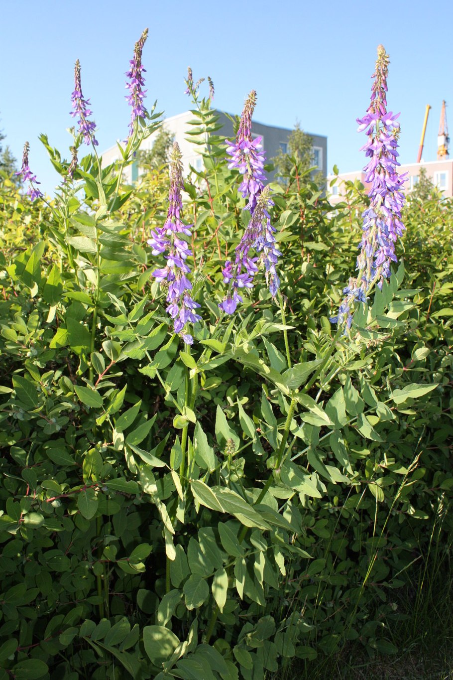 Остролодочник томпудский