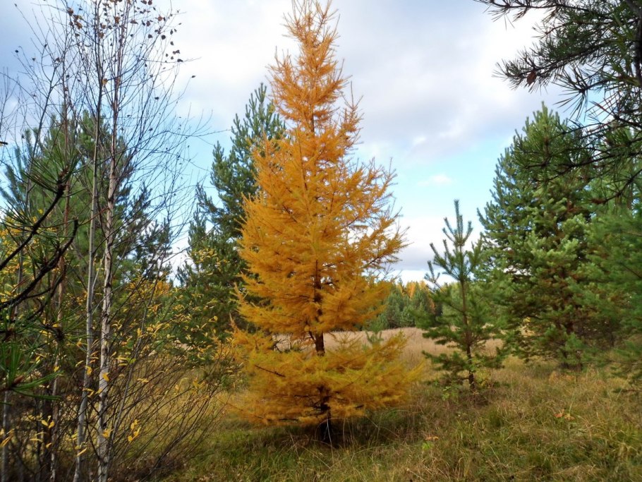 Лиственница Сибирская осень
