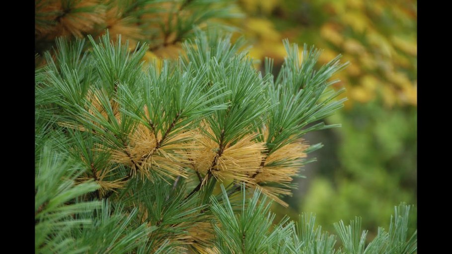 Сосна Веймутова хвоя