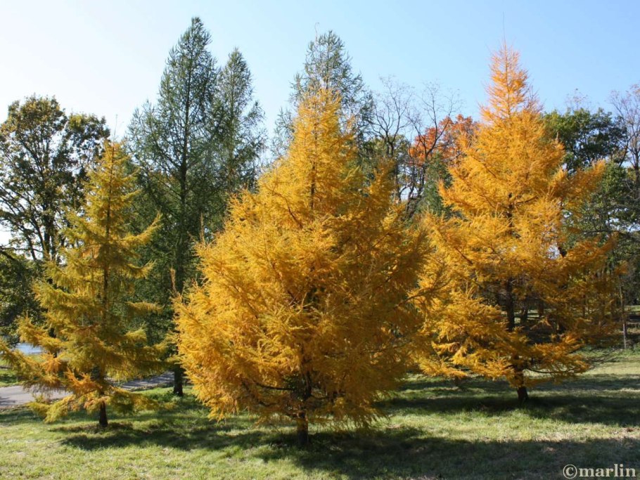 Лиственница Даурская (Larix dahurica)
