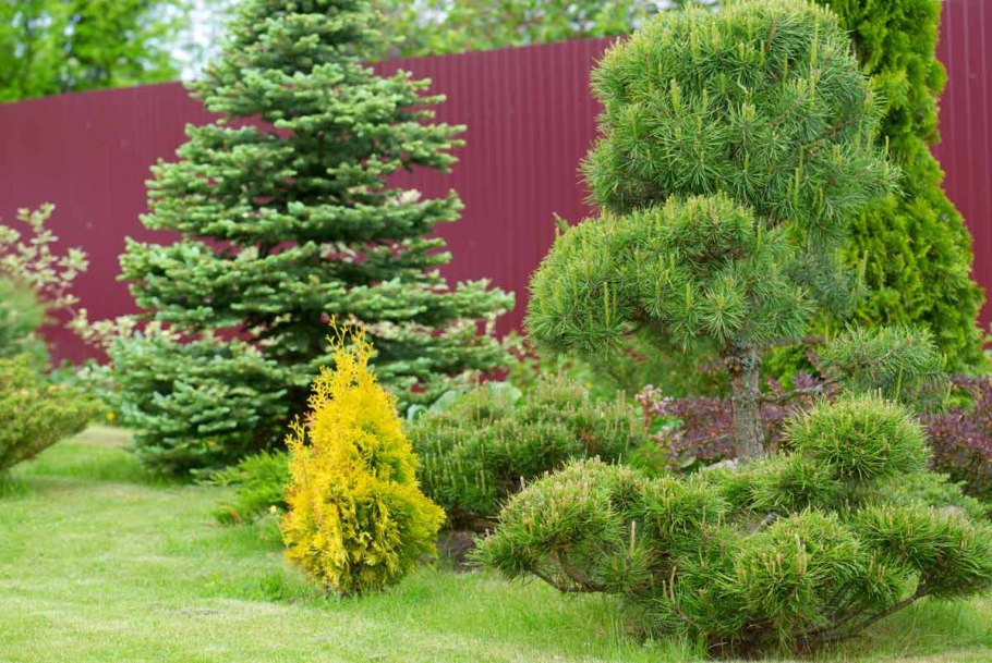 Хвойные вариегатные