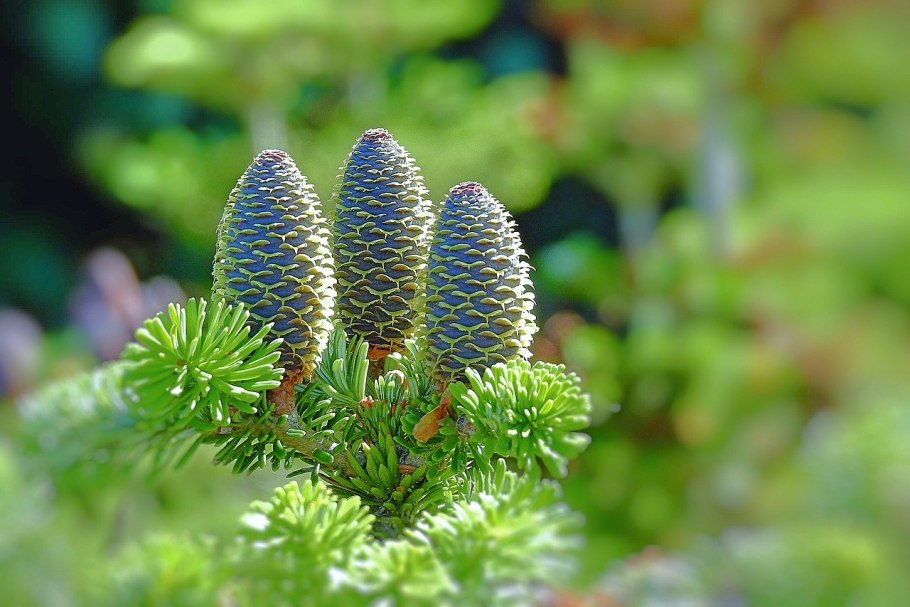 Хвоя растение