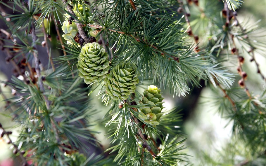 Лиственница Ольгинская Larix Olgensis