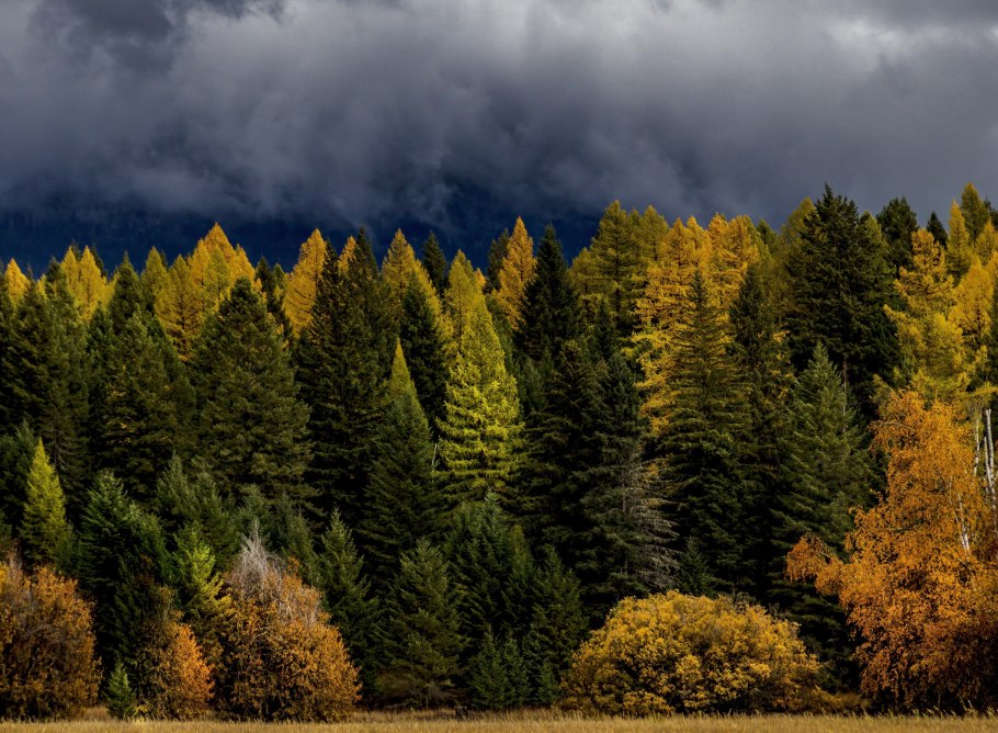 Лесной массив Томск