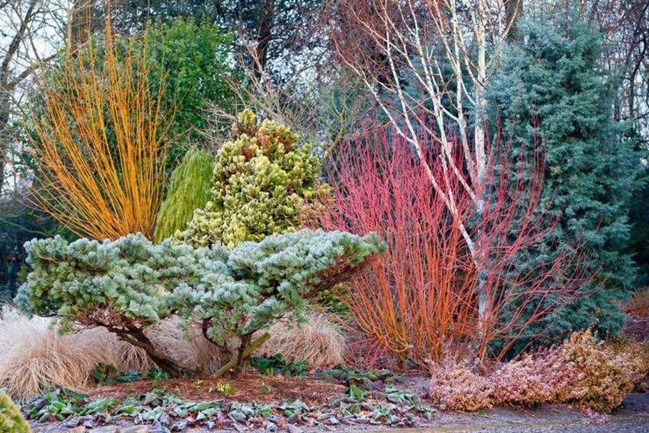 Дерен Ауреа осенью