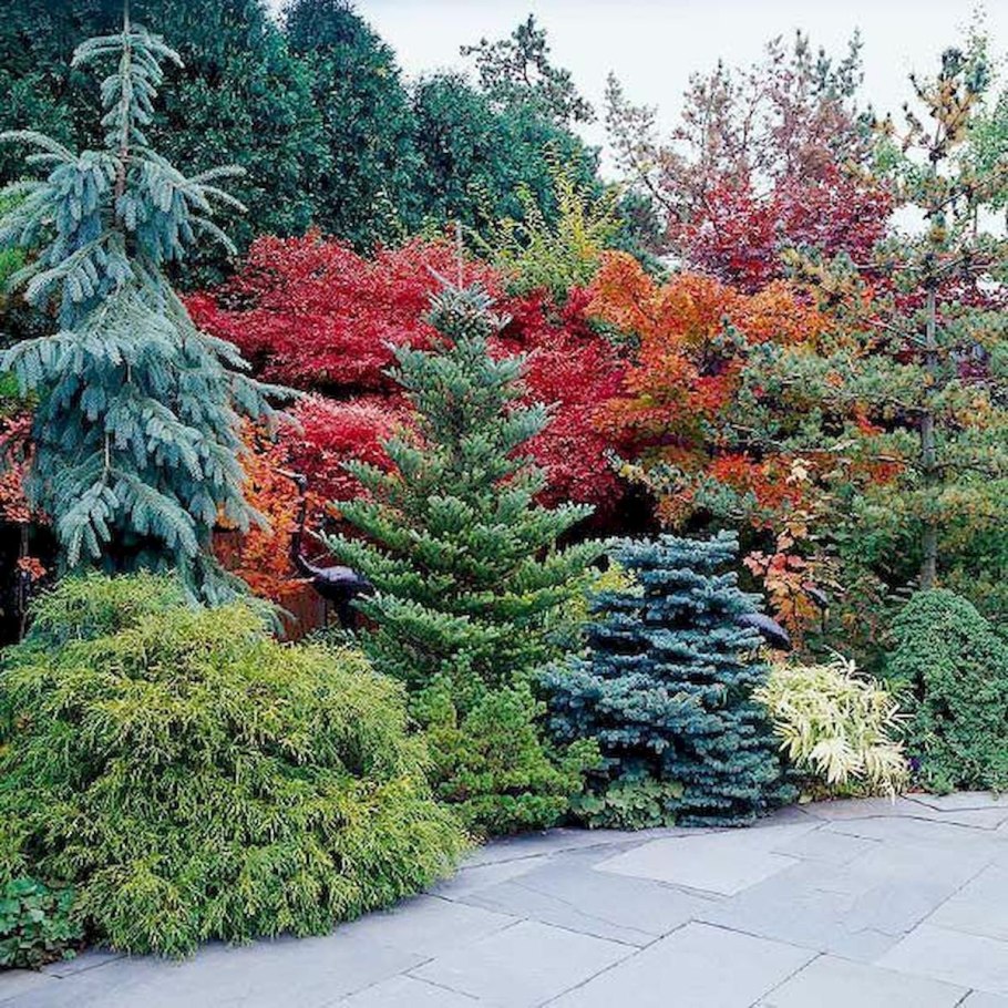 Клен Гиннала в композициях с хвойными