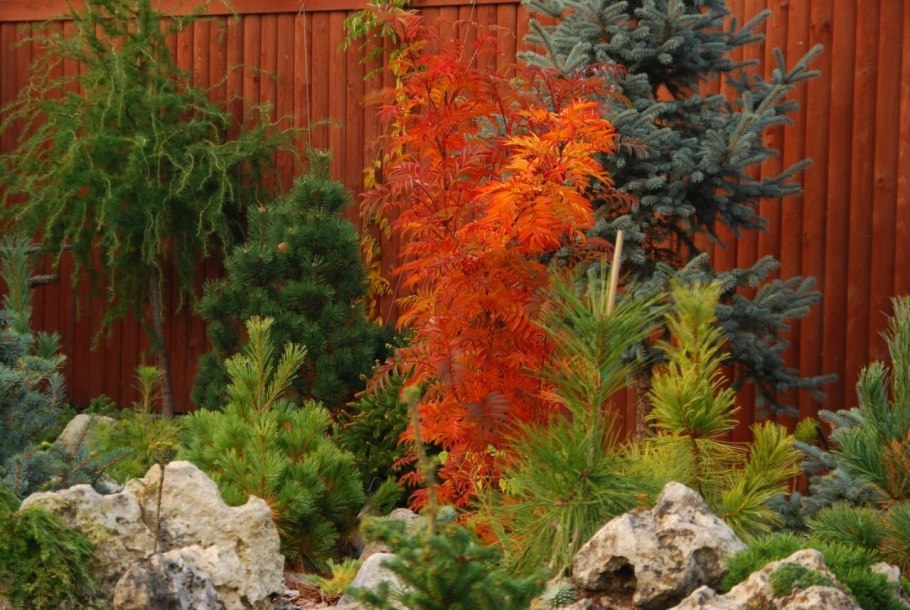 Клен красный с хвойниками