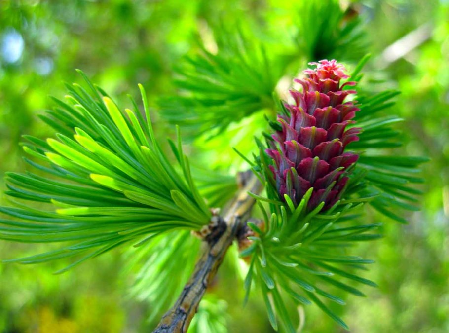 Лиственница Сибирская Larix sibirica