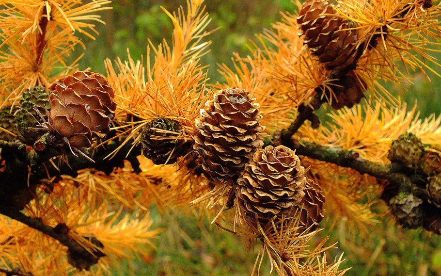 Осенний смешанный лес