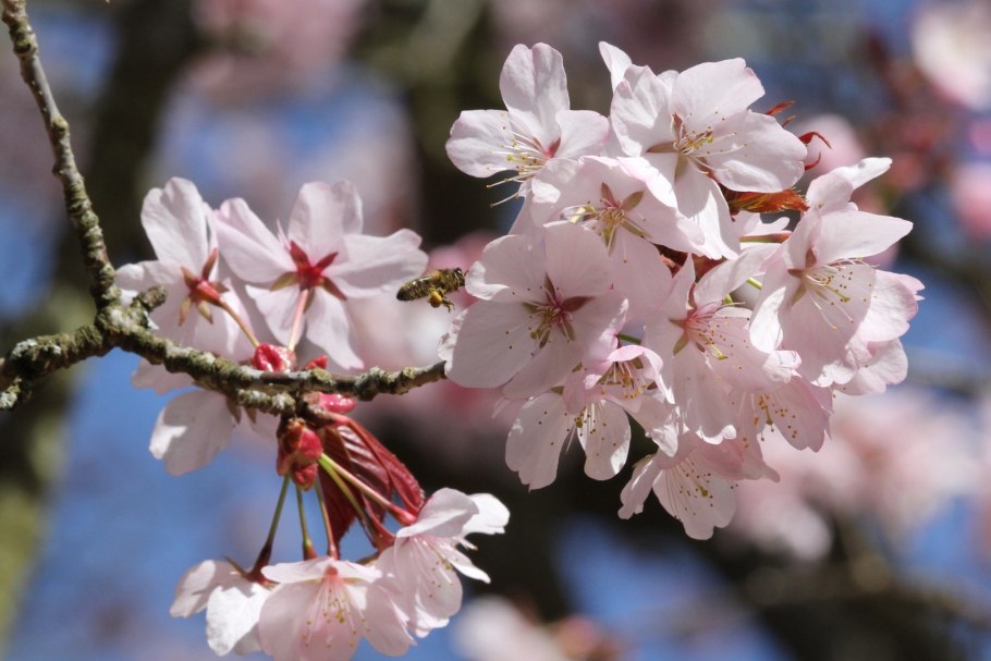Prunus ‘Kursar’