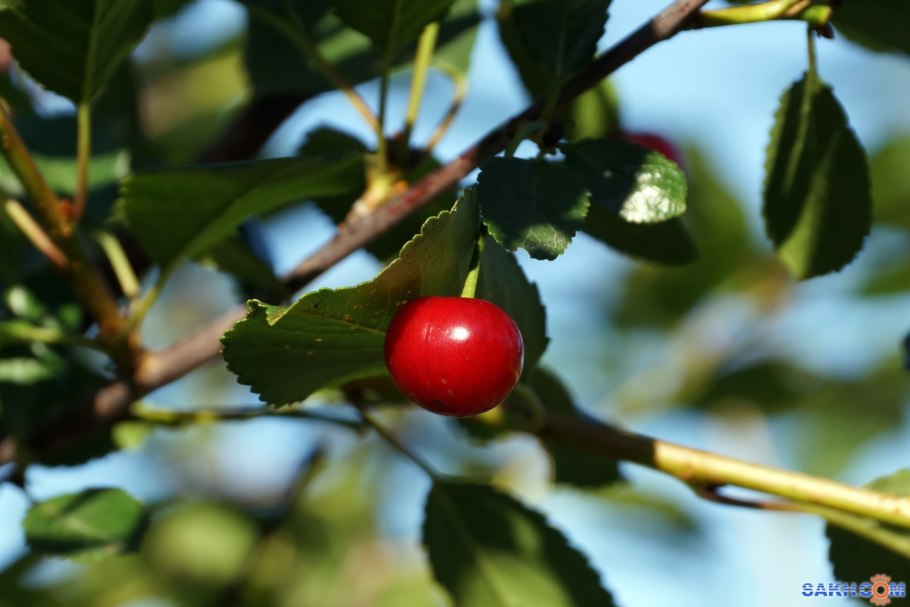 Prunus sargentii вишня Саржента