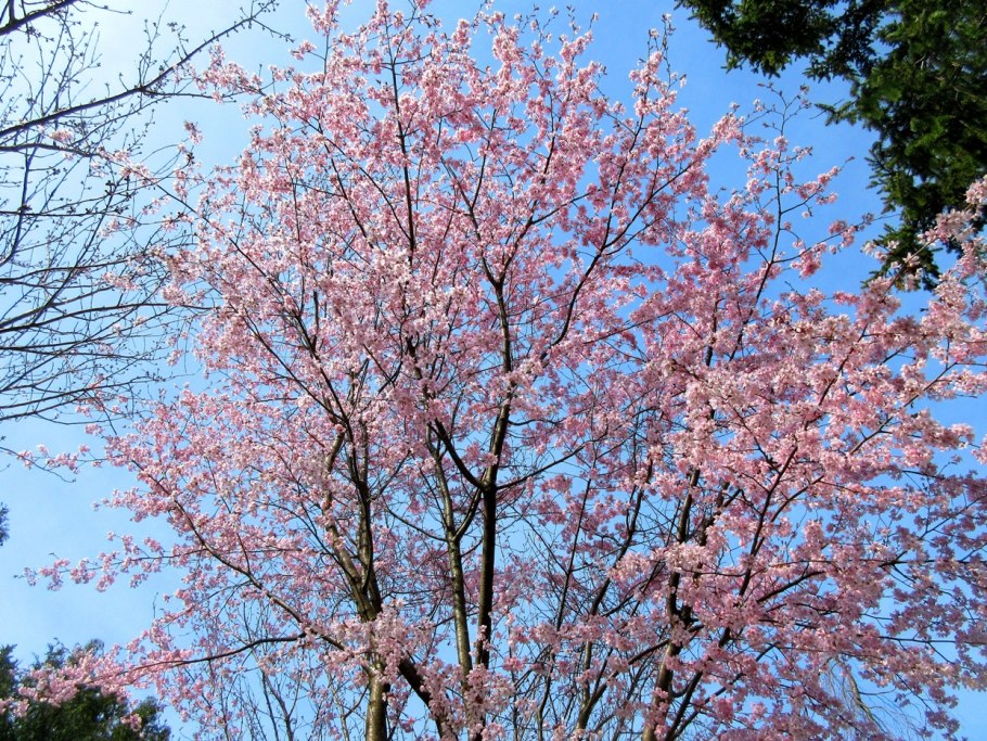 Prunus sargentii вишня Саржента