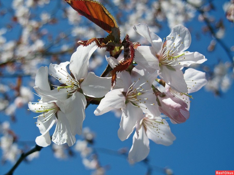 Prunus sargentii вишня Саржента