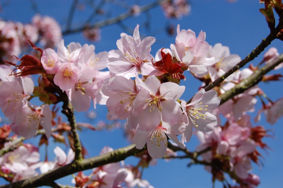Prunus sargentii вишня Саржента