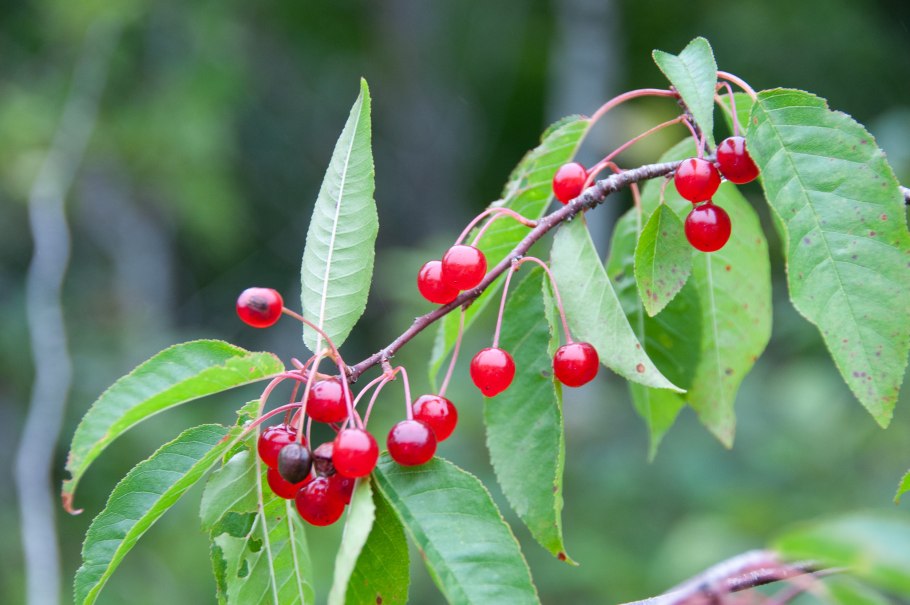 Вишня "десертная Морозовой" Prunus Cerasus