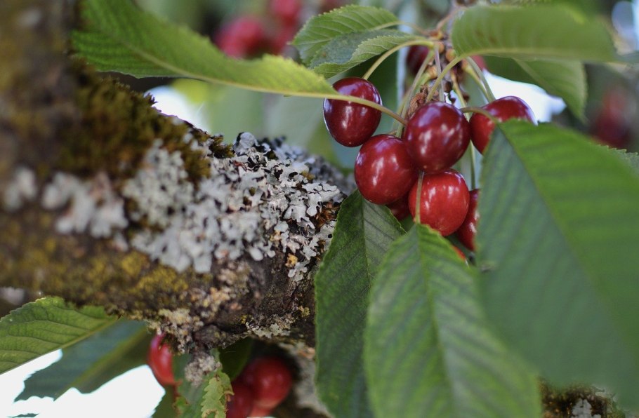 Вишня Сахалинская Саржента Prunus sachalinensis