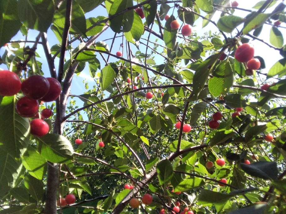 Яблоня маньчжурская Malus mandshurica