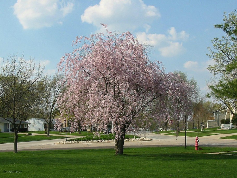 Вишня Романо