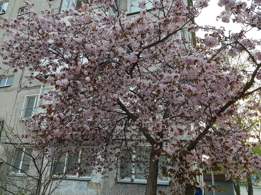 Вишня Саржента