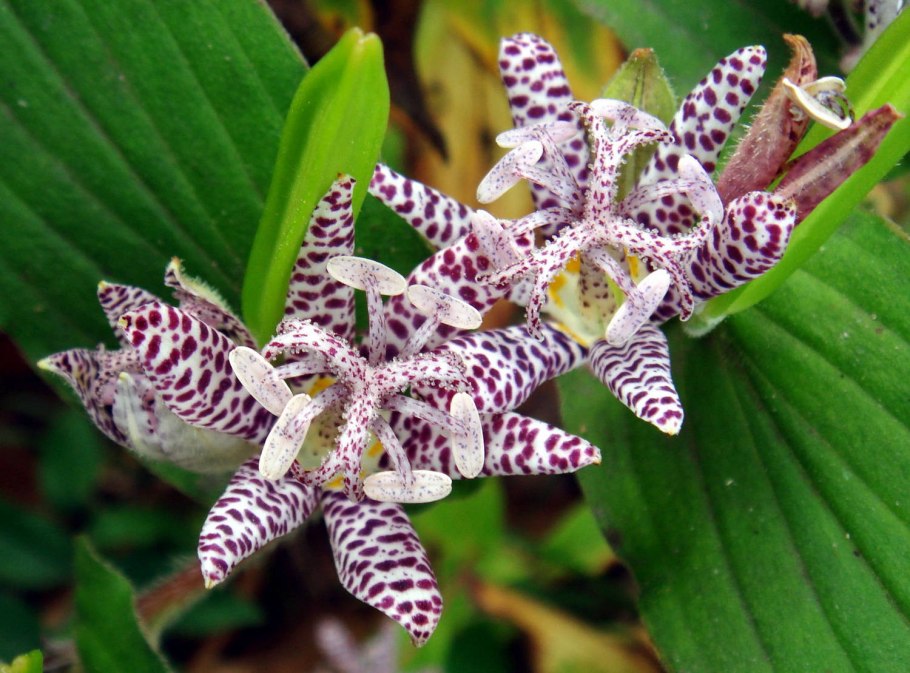 Трициртис (Садовая Орхидея) Пурпл