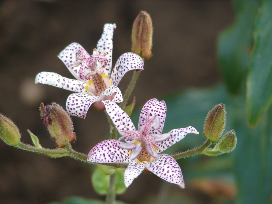 Садовая Орхидея трициртис