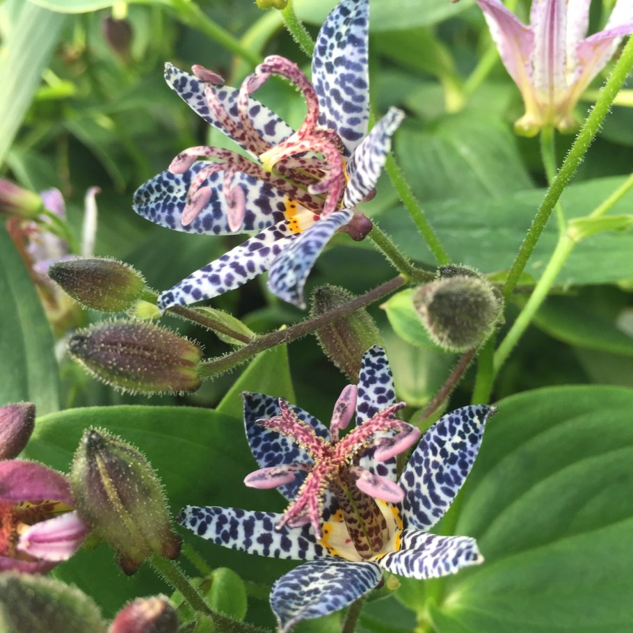 Трициртис (Садовая Орхидея) Пурпл