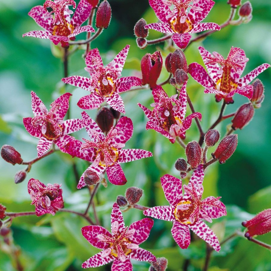 Трициртис (Садовая Орхидея) Пурпл