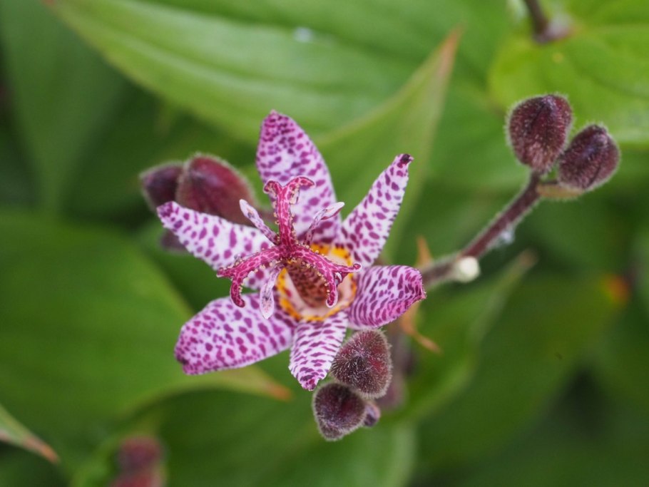 Трициртис Хирта