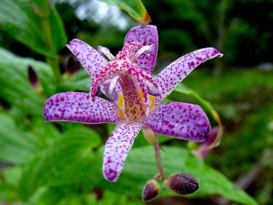 Трициртис (Садовая Орхидея) Пурпл