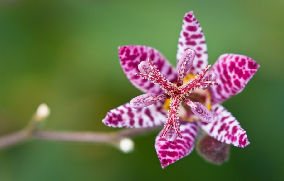 Трициртис широколистный