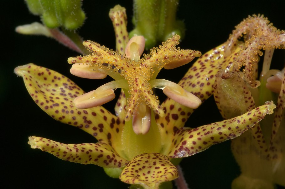 Трициртис прекрасный