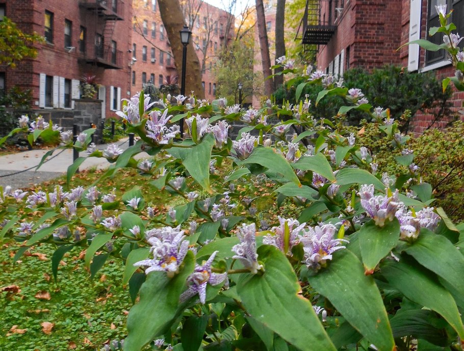 Трициртис в саду